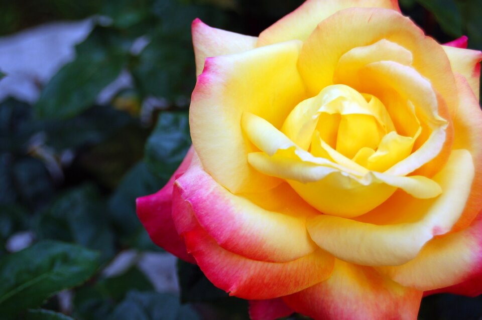 Pink flower petals rose