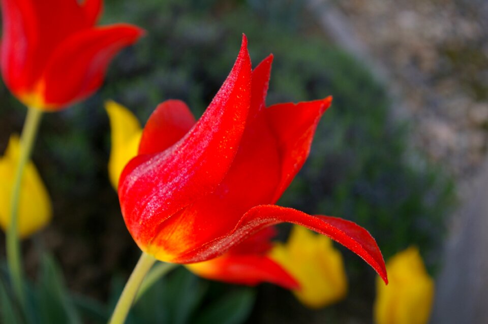 Spring red tulip color