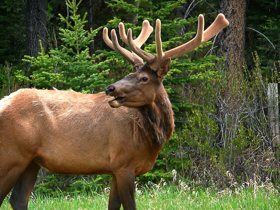 Antlers animal canada