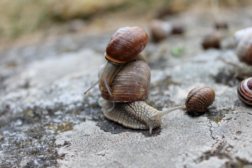 Nature wildlife shell
