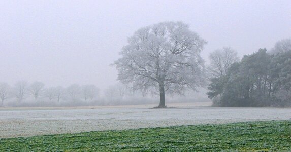Field fog autumn