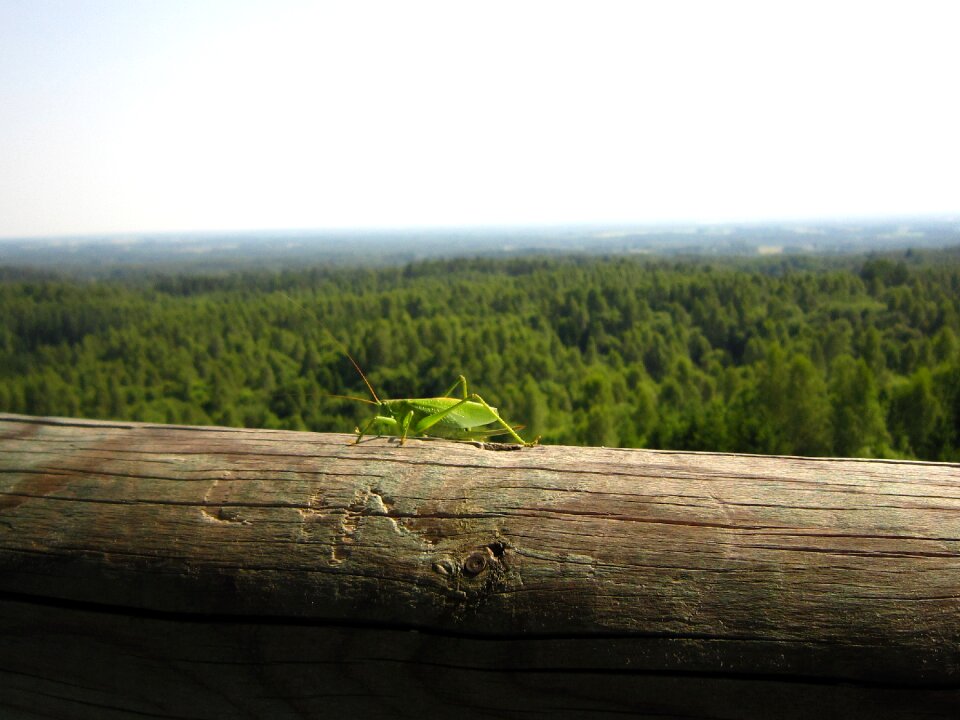 Forest skyline