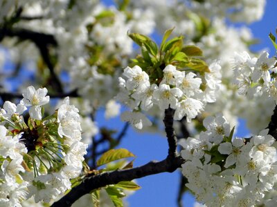 Spring white tree