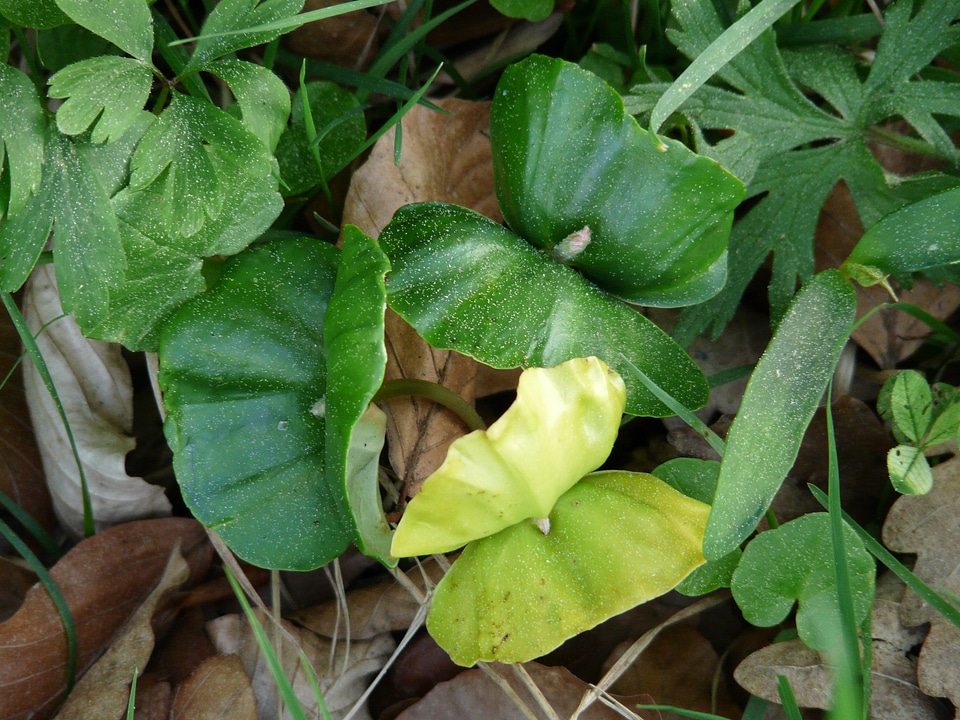 Scion beech leaves fagus sylvatica