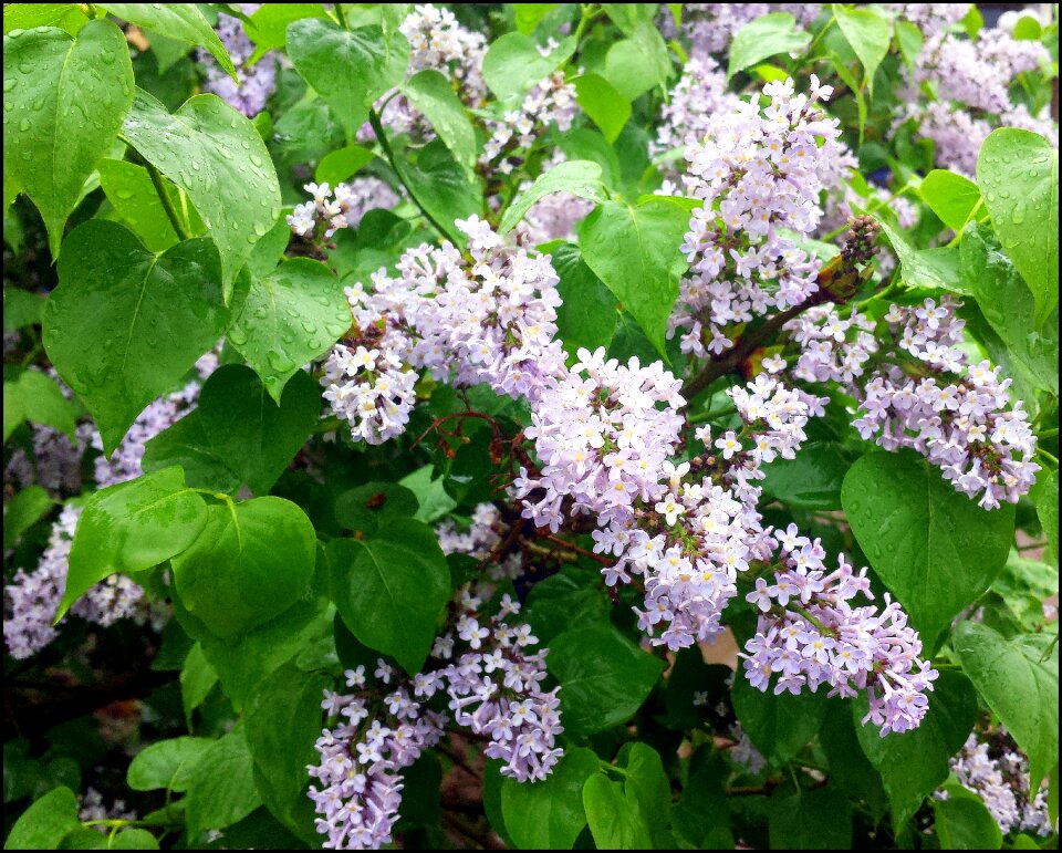 Blosom gardening nature