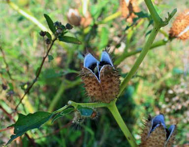 Weed toxic seed pod