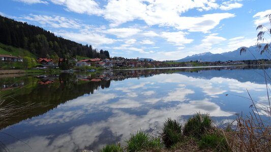 Reed lake water reflection photo