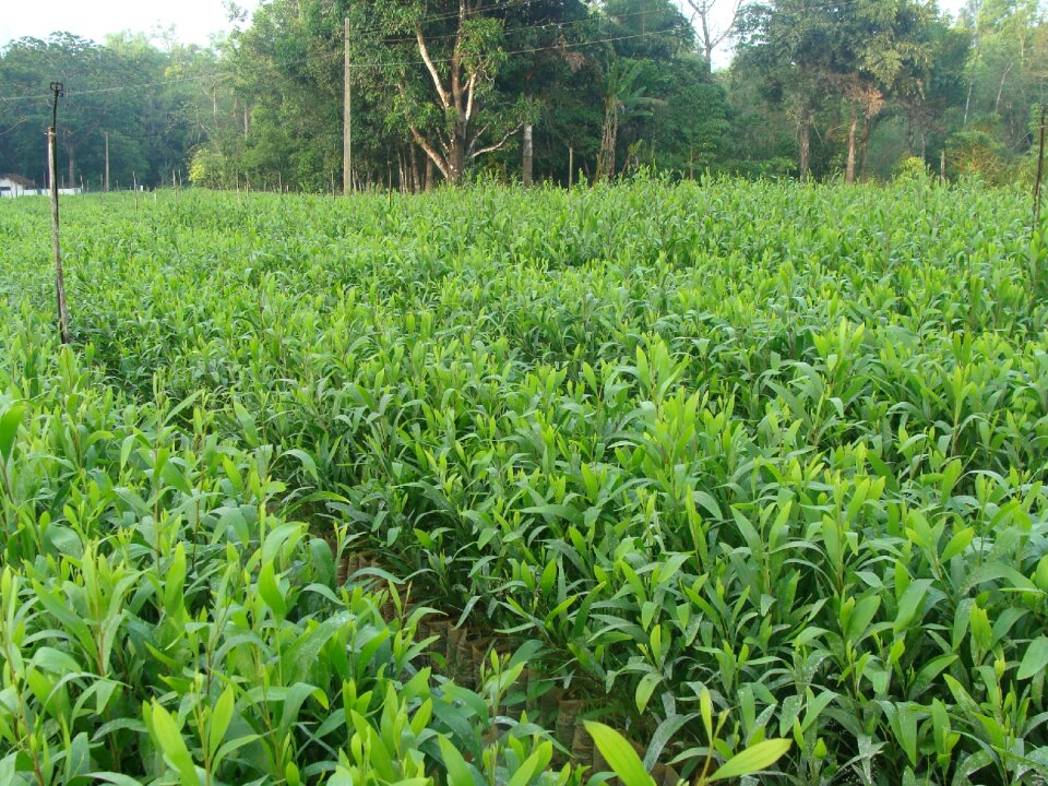 Seedlings green forestry