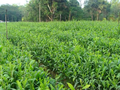 Seedlings green forestry