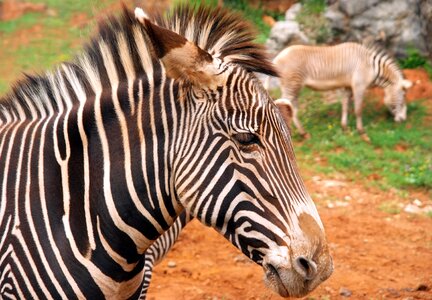 Mammal stripes africa