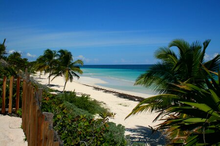 Sea palm trees sky photo