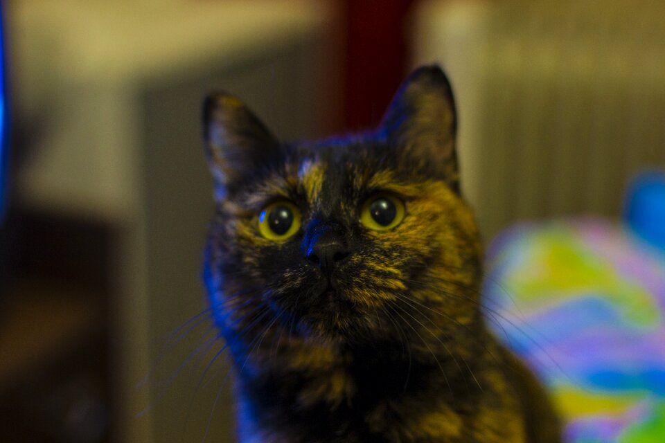 Animal cat's eye cat eyes
