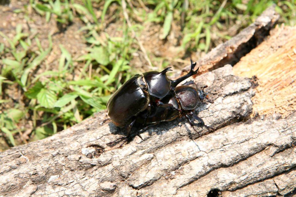Beetle forest nature