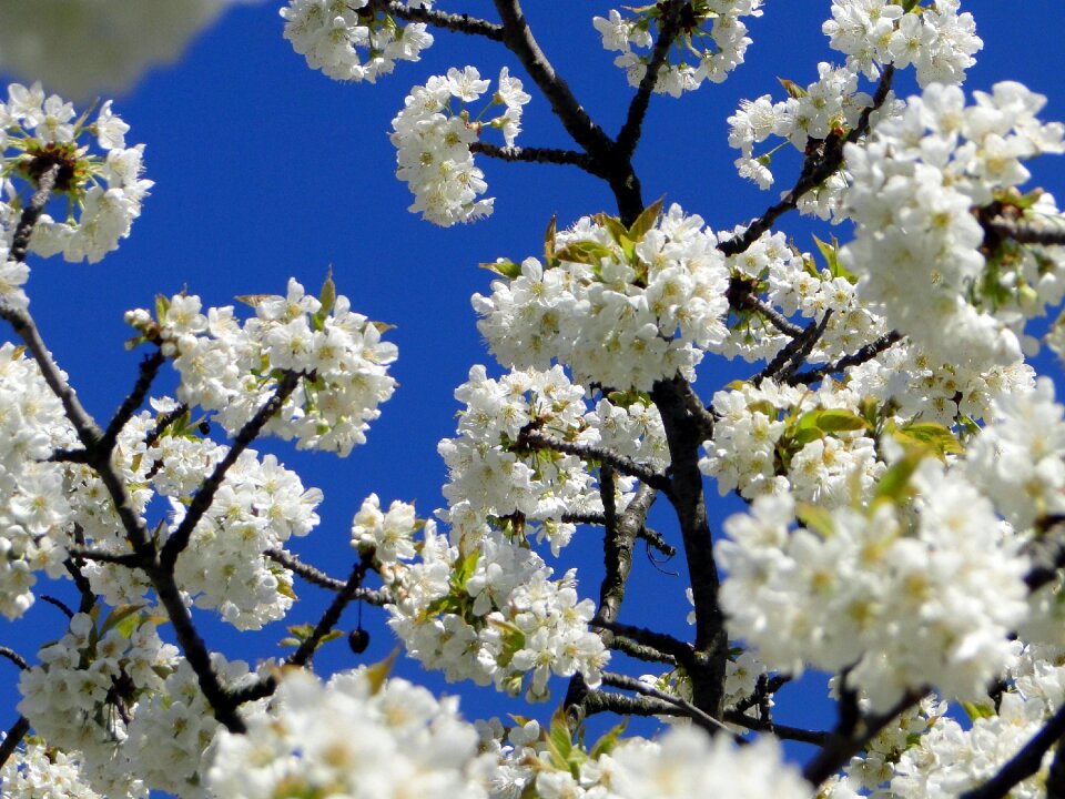 Spring white tree