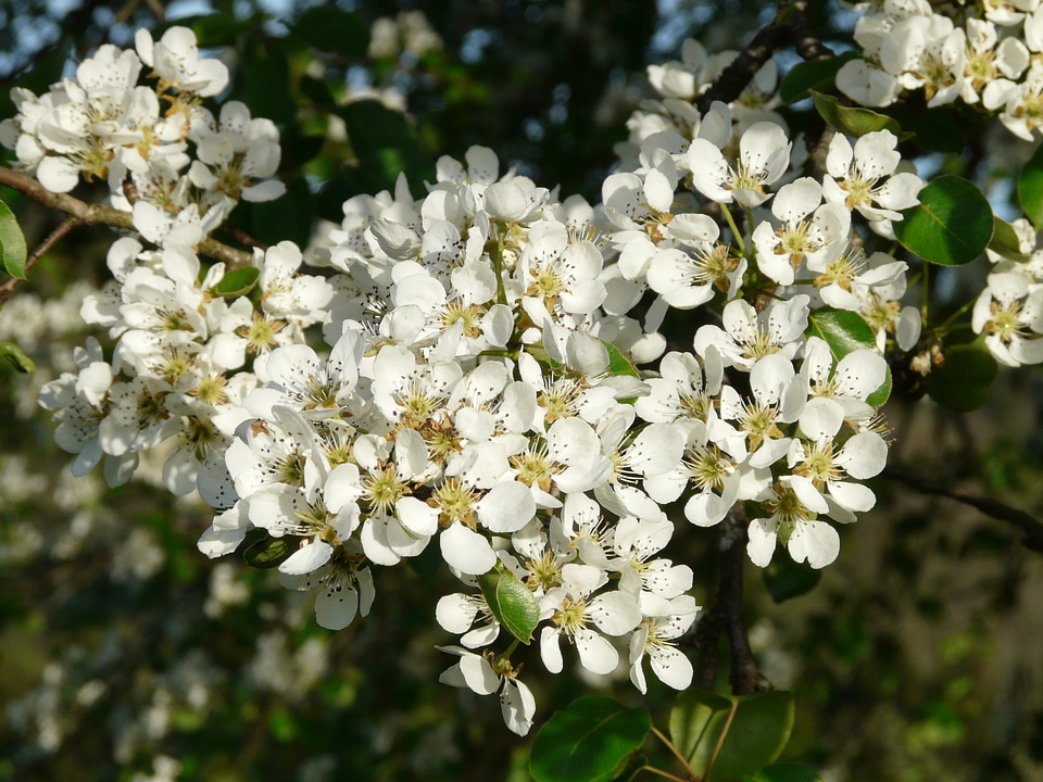 Pear blossom blossom bloom