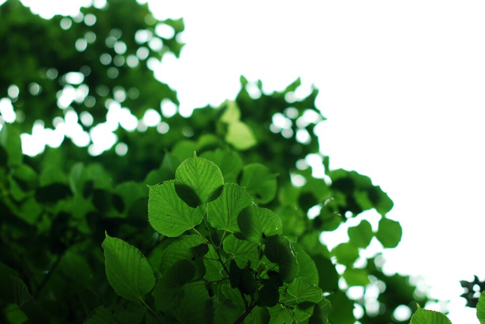 Leaf environment summer