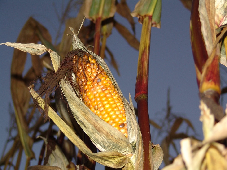 Corn autumn harvest