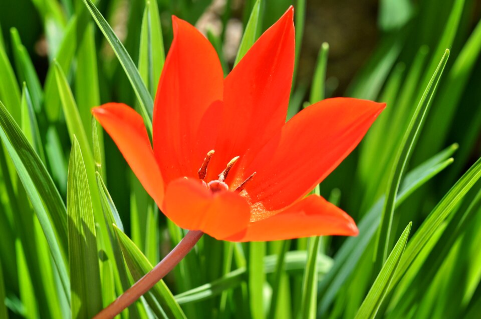 Blossom bloom red