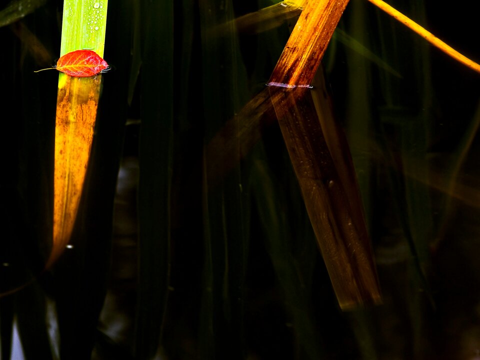 Red nature dark