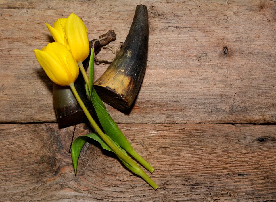 Cut flowers yellow flowers gunpowder filler