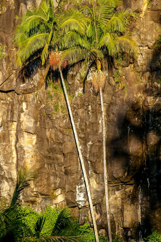 Palms trees green