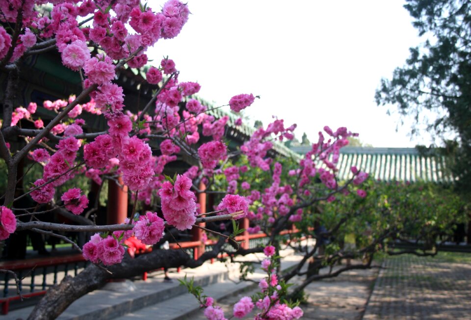 Spring blossom pink