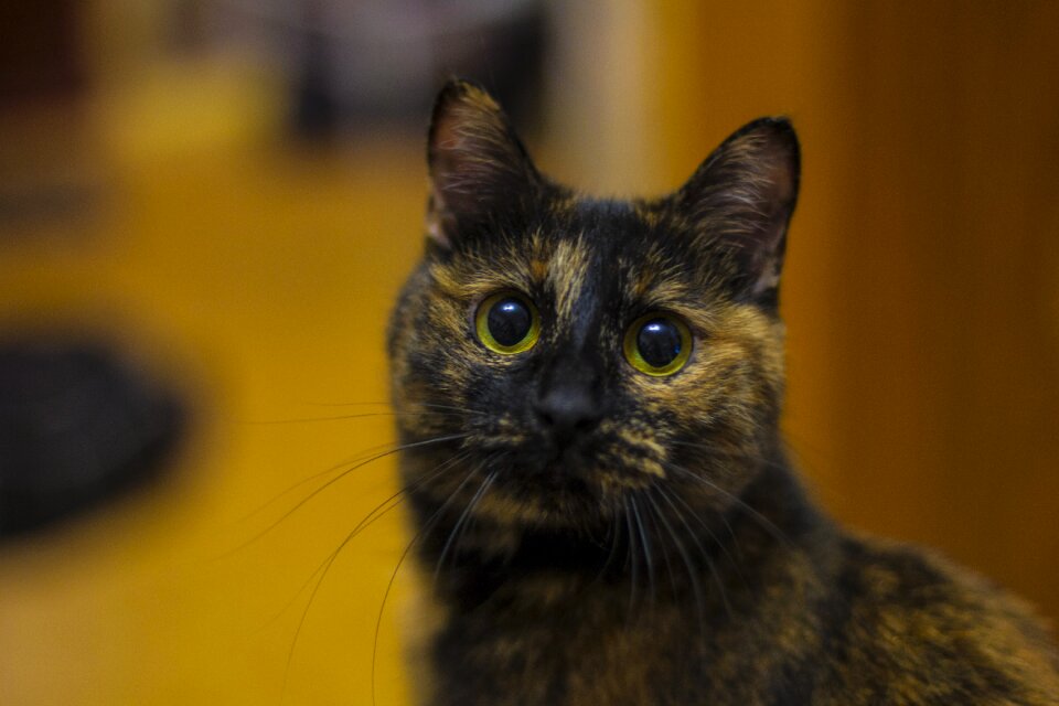 Animal cat's eye cat eyes