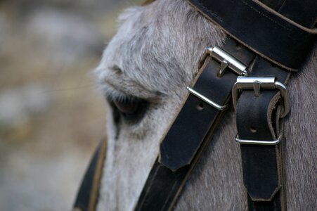 Head eye donkey photo
