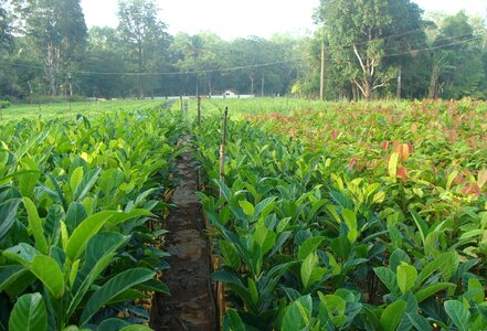 Seedlings green forestry