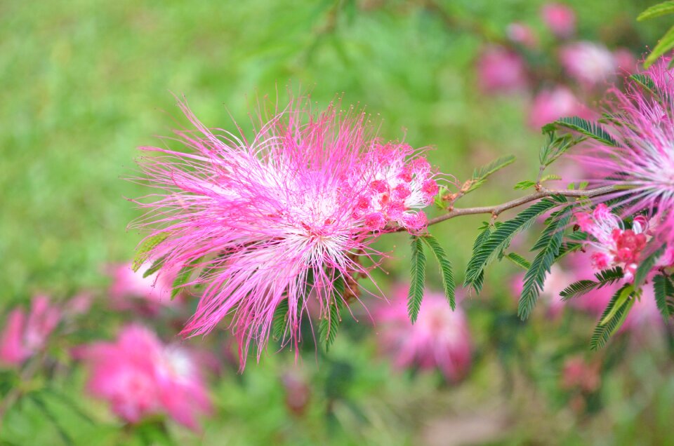 Plush flower pink mellow