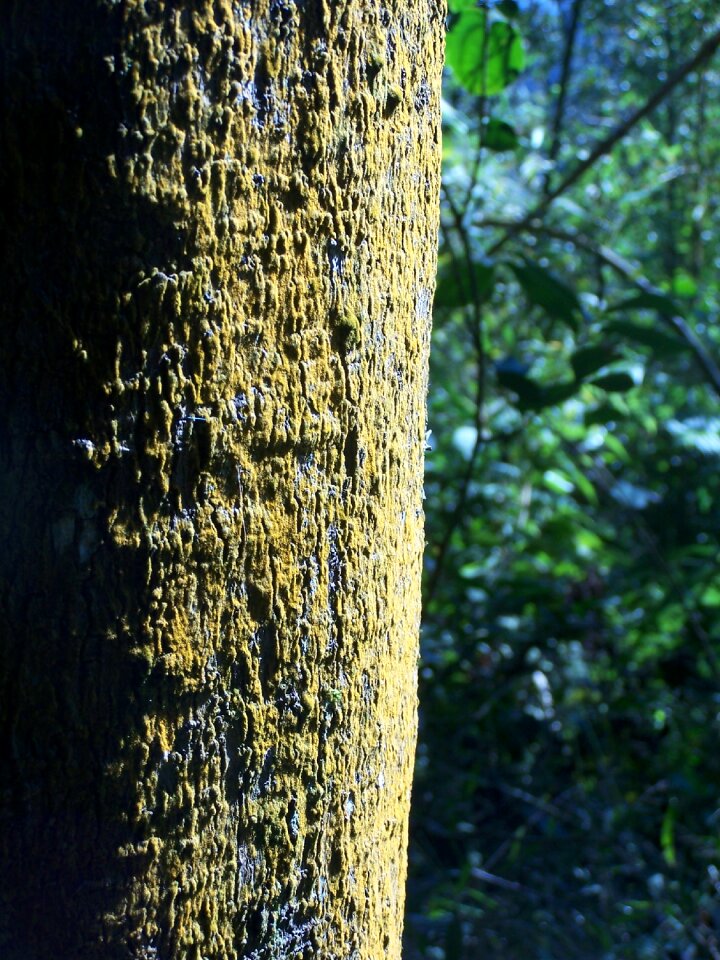 Woods forest nature