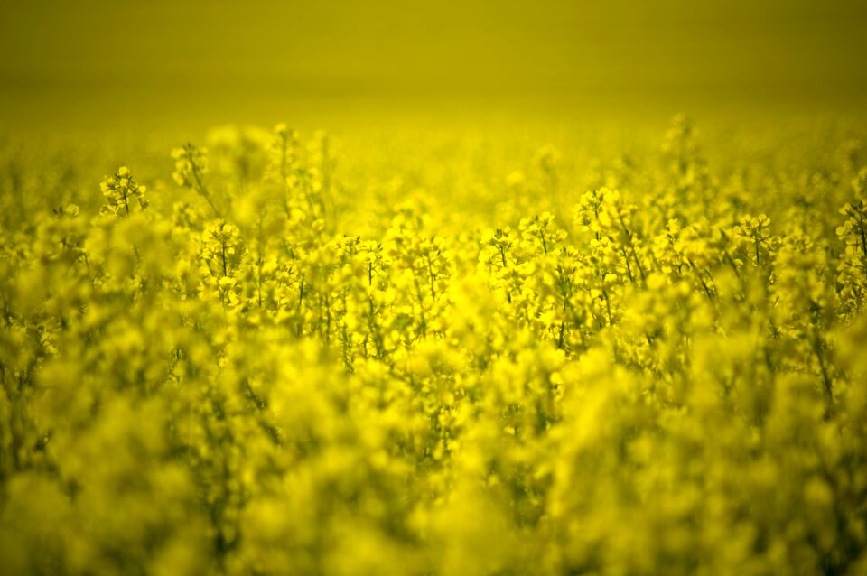 Agriculture rural landscape