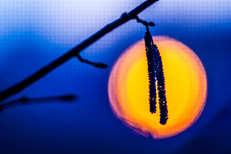 Branch blur evening