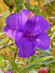 Purple blossom nature