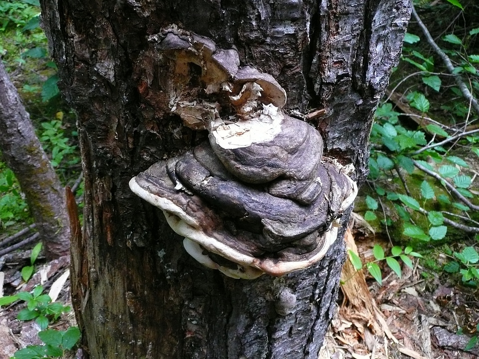 Forest mushroom fungi