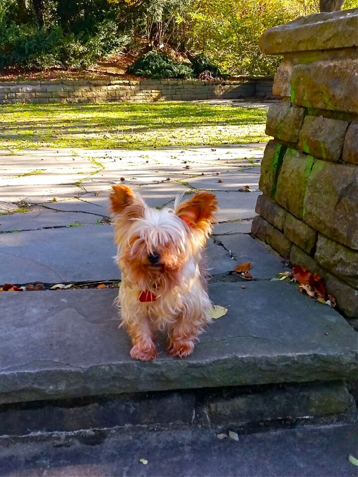 Dog yorkshire terrier doggy