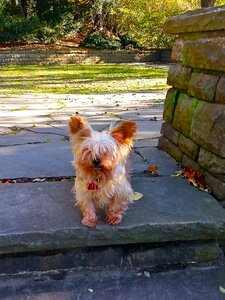 Dog yorkshire terrier doggy