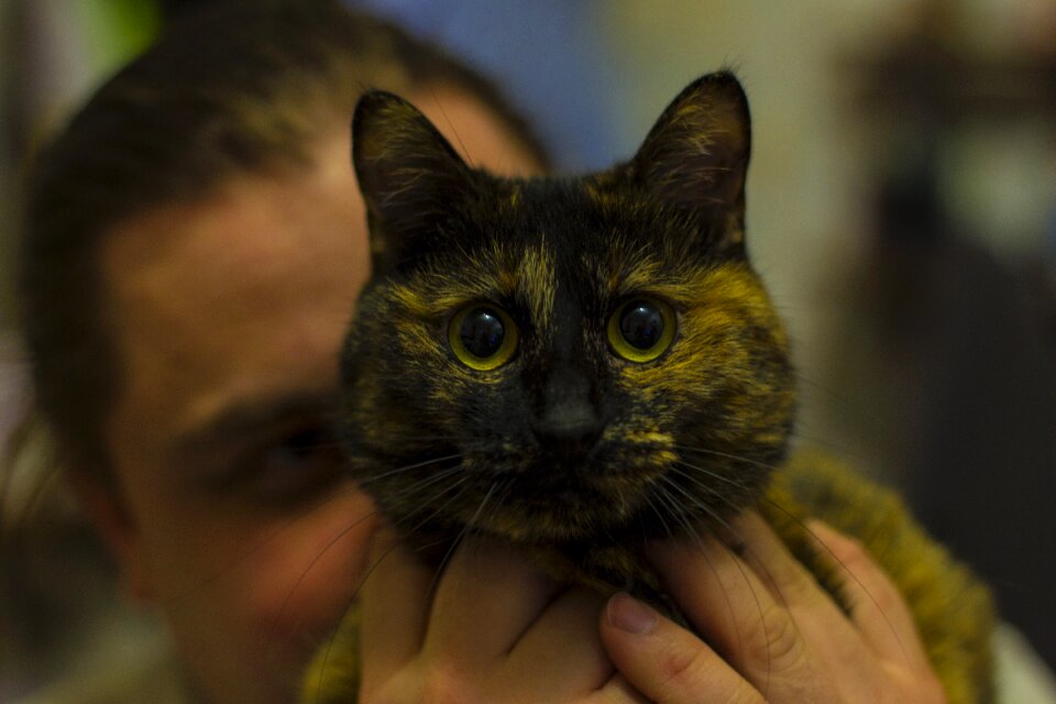 Animal cat's eye cat eyes