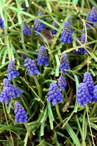 Flower garden muscari