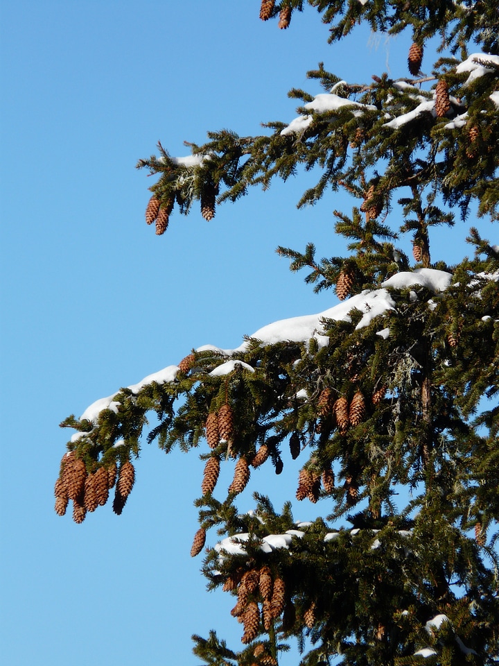 Picea pine greenhouse western