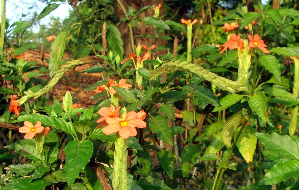 Crossandra infundibuliformis firecracker flower kanakambaram