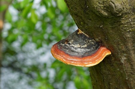 Tree bark mushroom