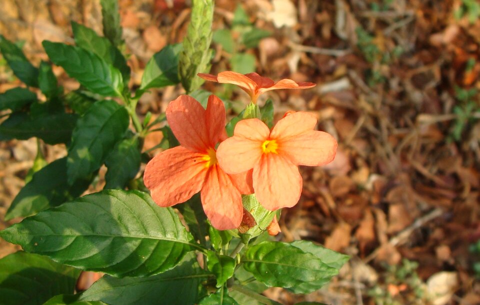 Crossandra infundibuliformis firecracker flower kanakambaram