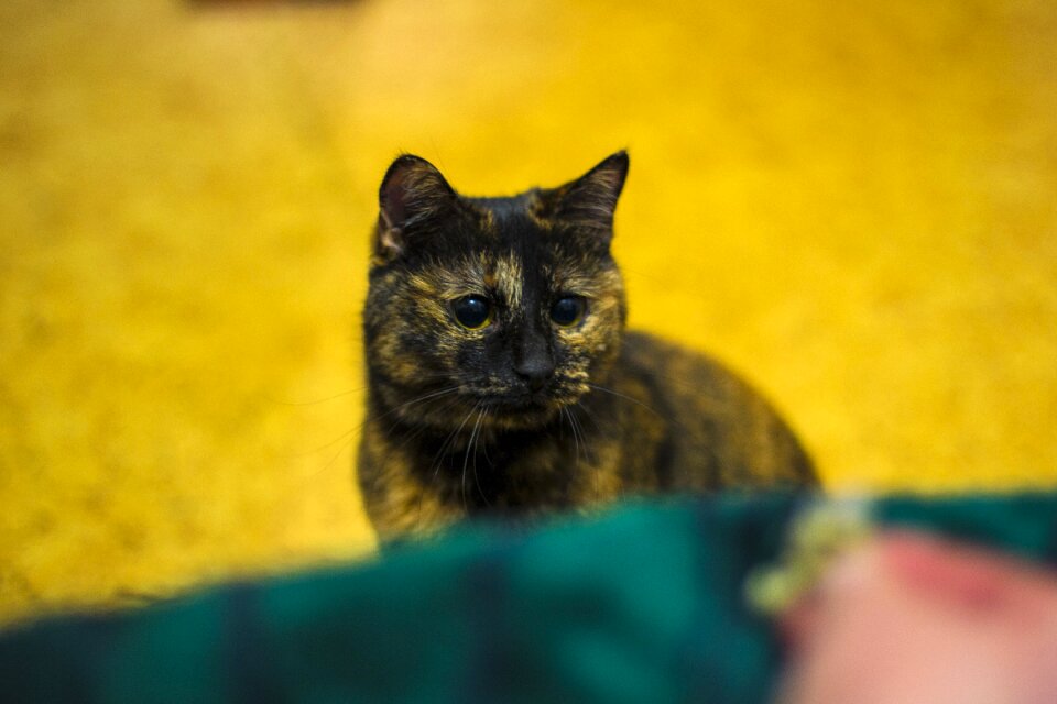 Animal cat's eye cat eyes