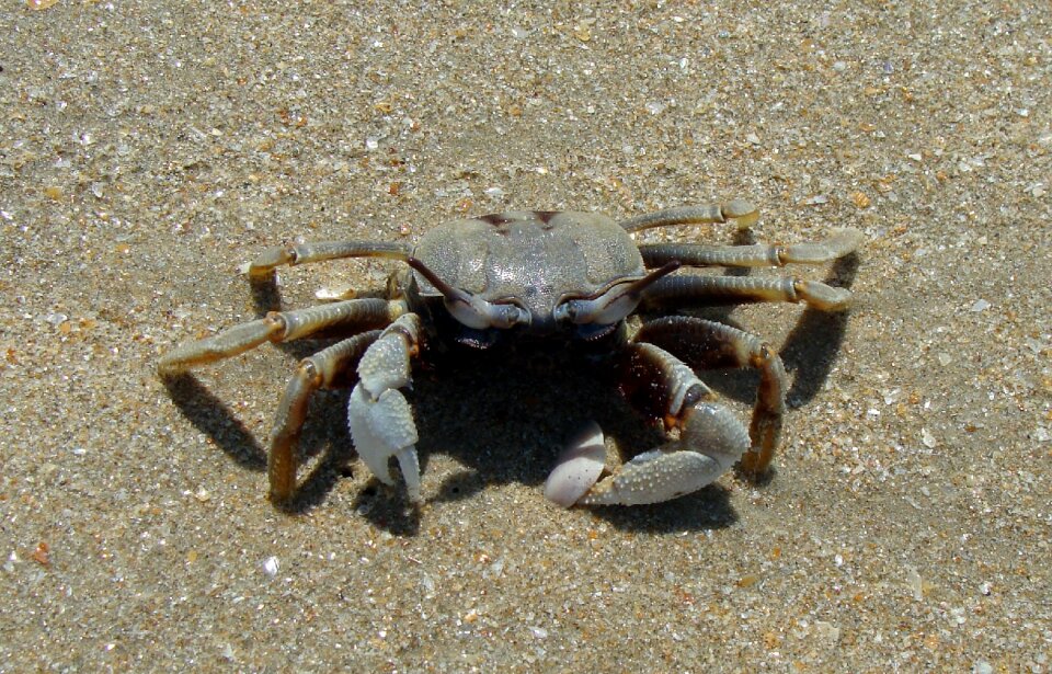 Ocean seafood shell