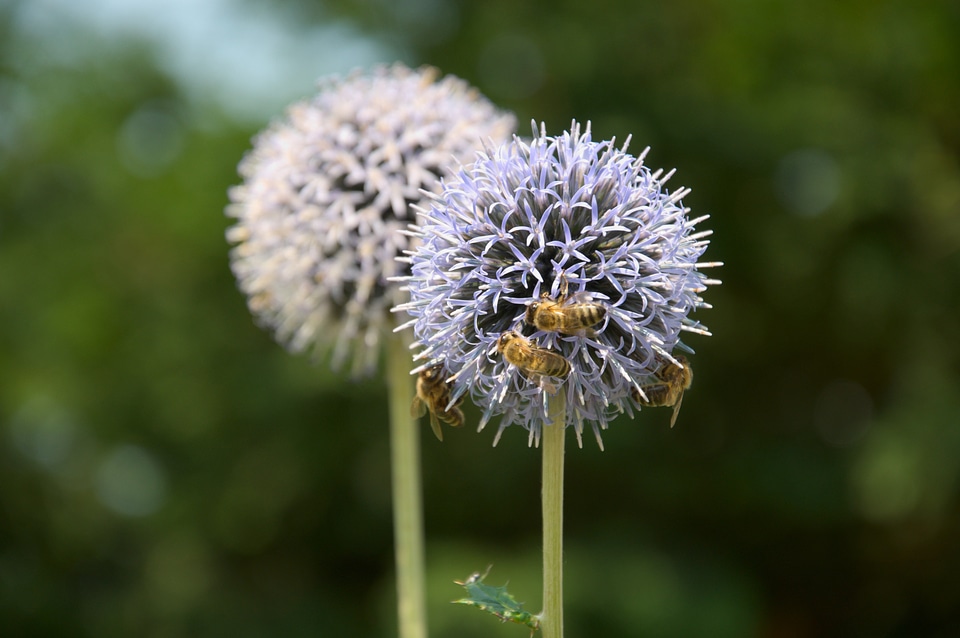Bees group five