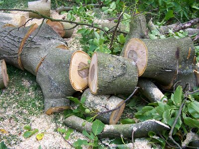 Woodworks broken strains