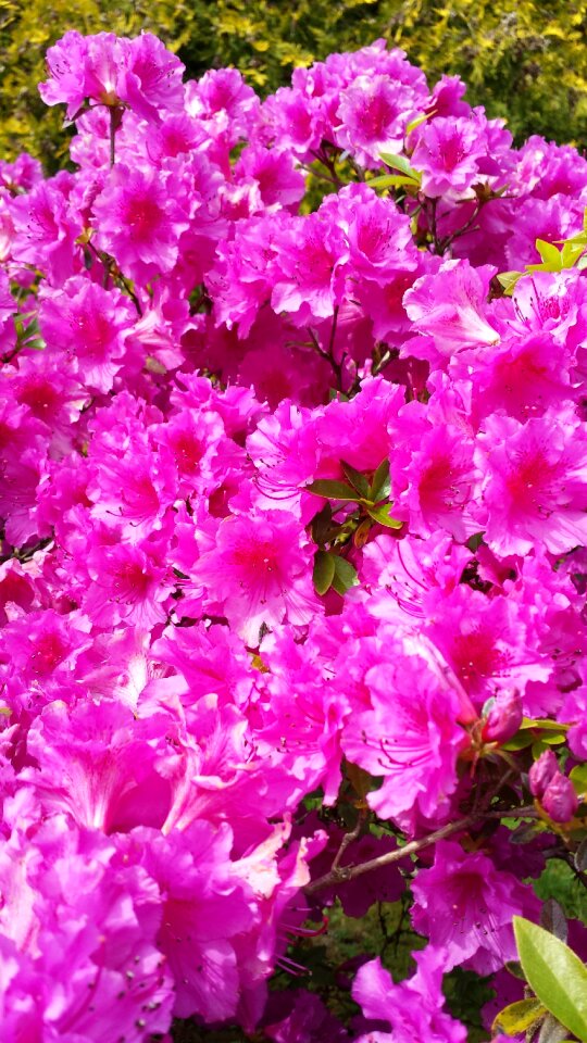 Nature garden flower