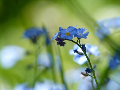 Nature plant blue photo