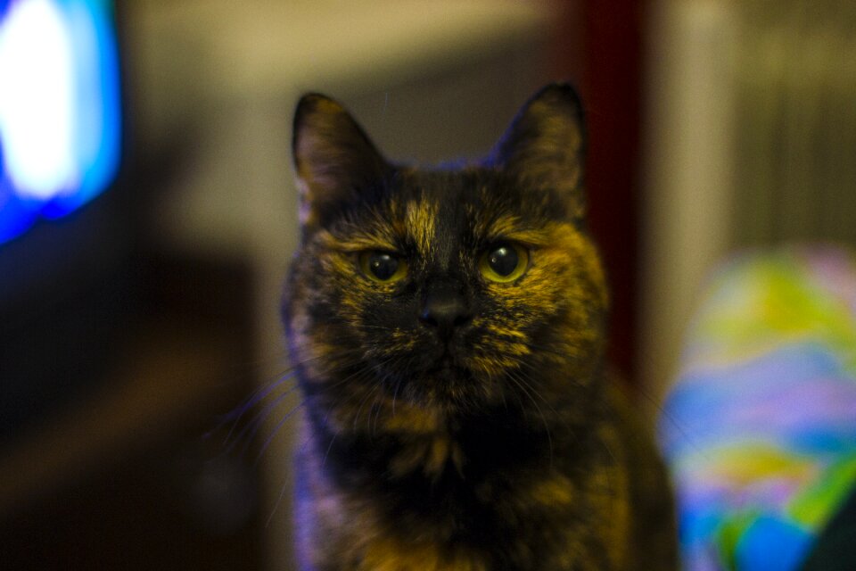 Animal cat's eye cat eyes